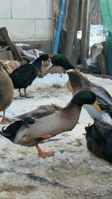 Rațe indiene pentru grădină