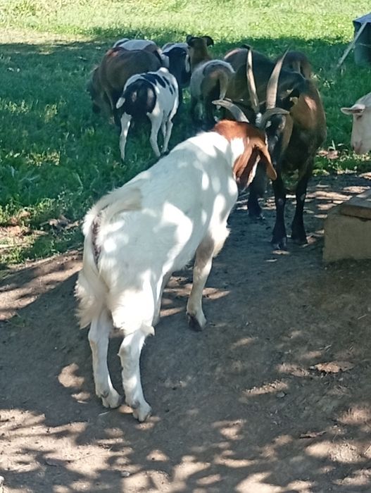 Ieduț din tată și mamă de excepție