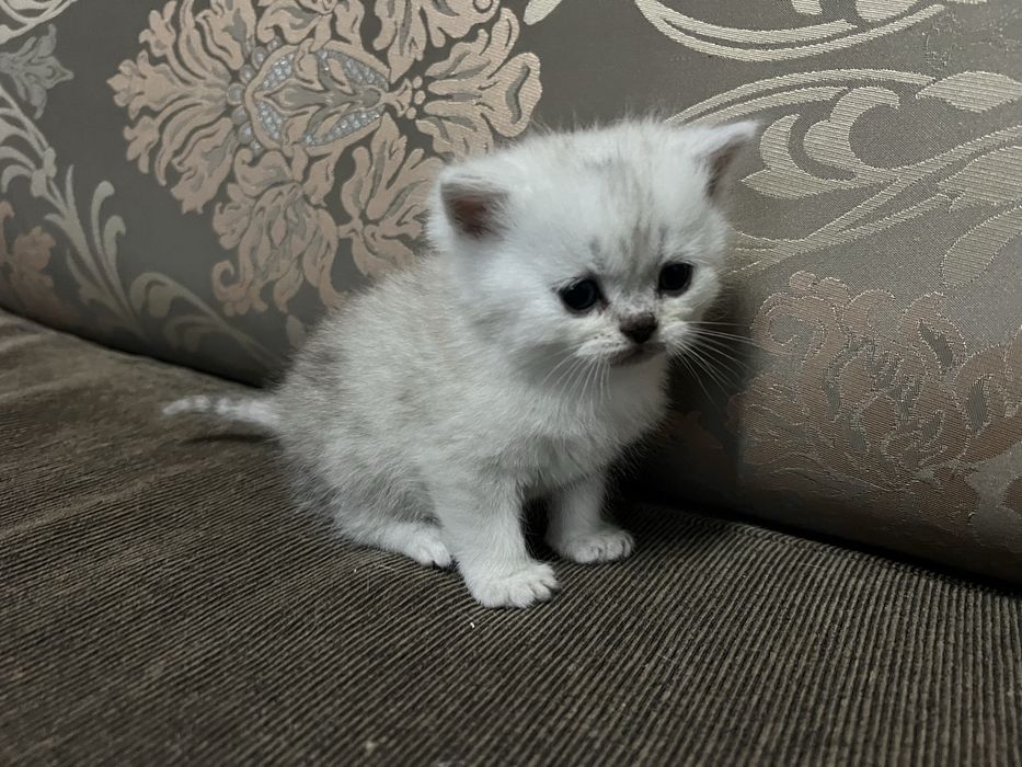 Британски  сребърни