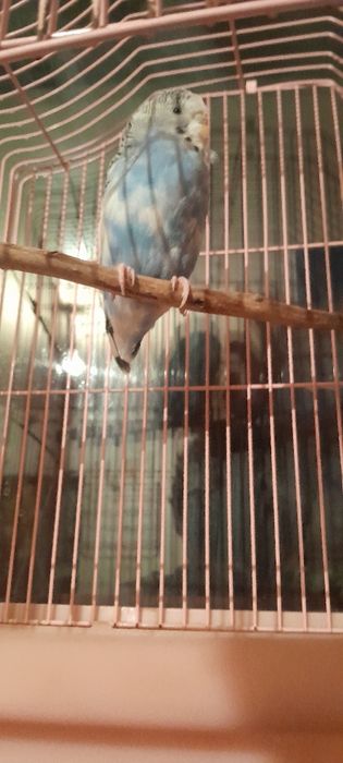 Продам папугая с клеткым