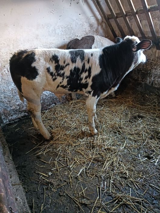 Tăuraș de vânzare