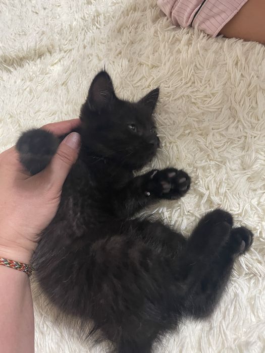 Котенок отдадим бесплатно . В добрые руки .