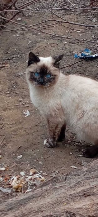 Котикам нужен дом!