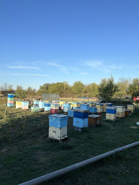Miere polifloră, rapiță, salcâm, tei, floare