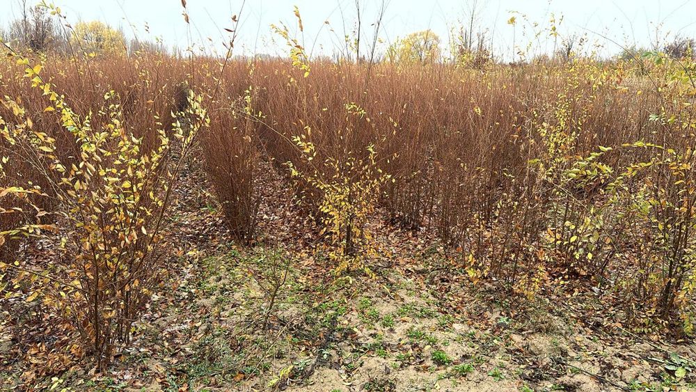 Карагач высота 1 - 2 метровые