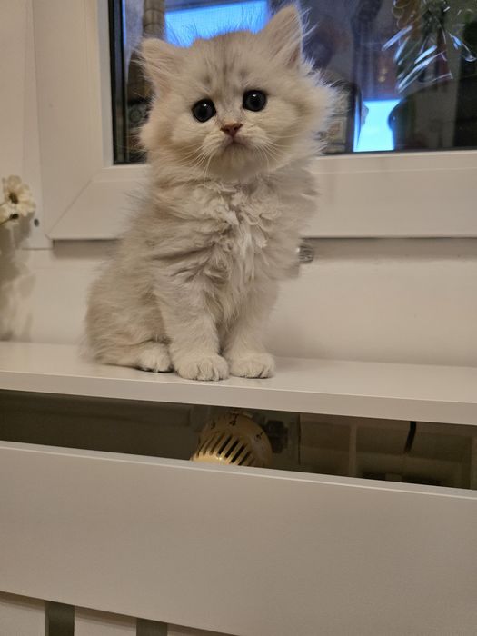 Pui pisică british longhair