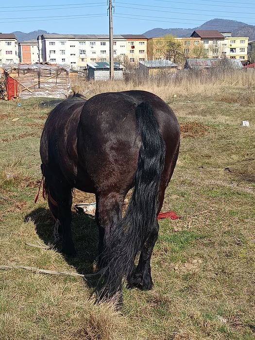 De vânzare iapa de 7 ani acte la zi pe ia 4000