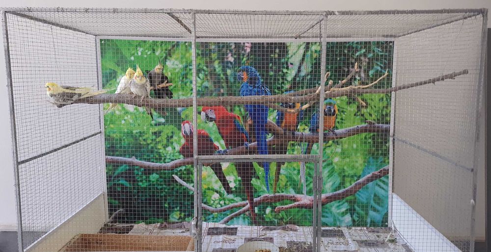 Попугаи "Каролла" с клеткой