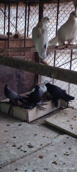 Продаются голуби по 200т.