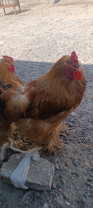 Брама хурозлар 2та