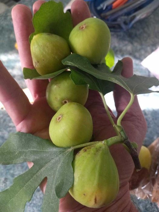 Pomi fructiferi, Kiwi/Kaki/Rodiu.Nuci chandler. Cires Maxut