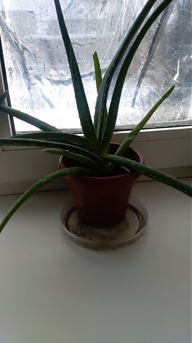 Комнатные цветы Алоэ