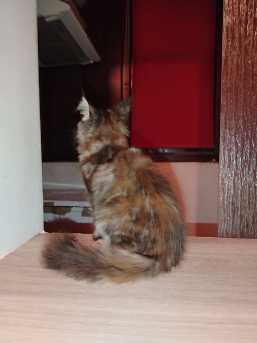 Băiețel Maine Coon XXL