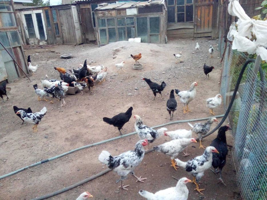 Продам кур домашних