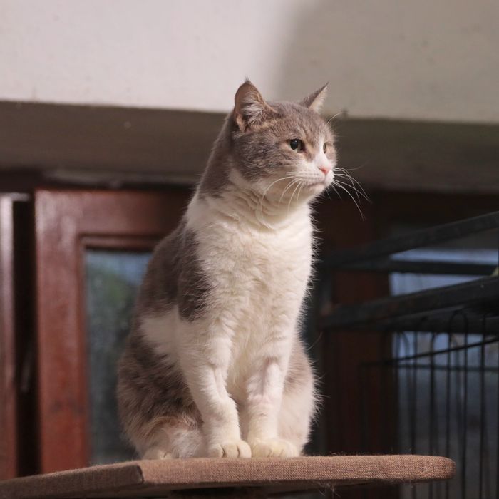 Кошки в добрые ручки