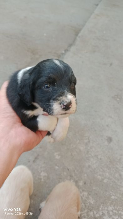 Продам щенков ..