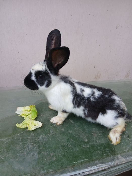 Pui iepure fluturas urias