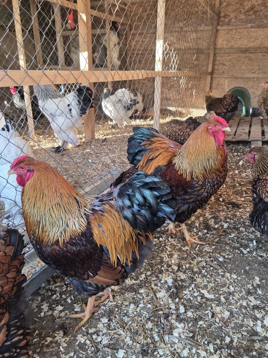 Oua incubat Wyandotte Gsg