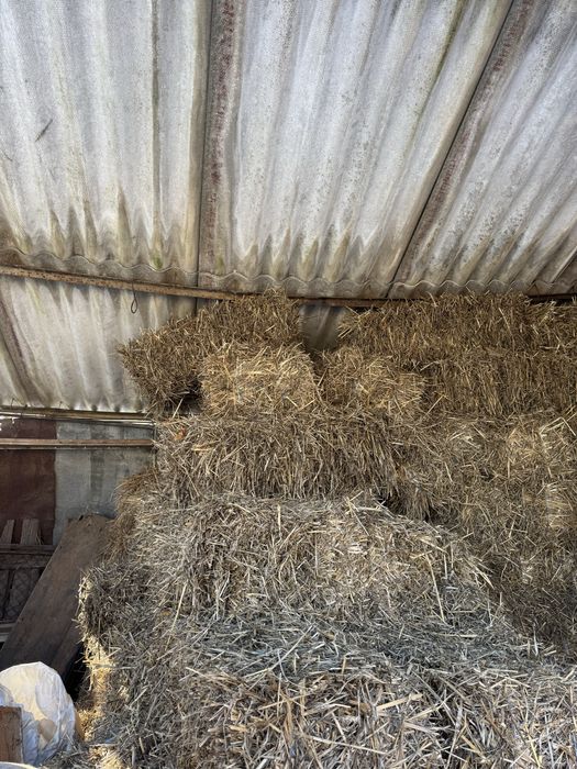 Vând baloți de paie
