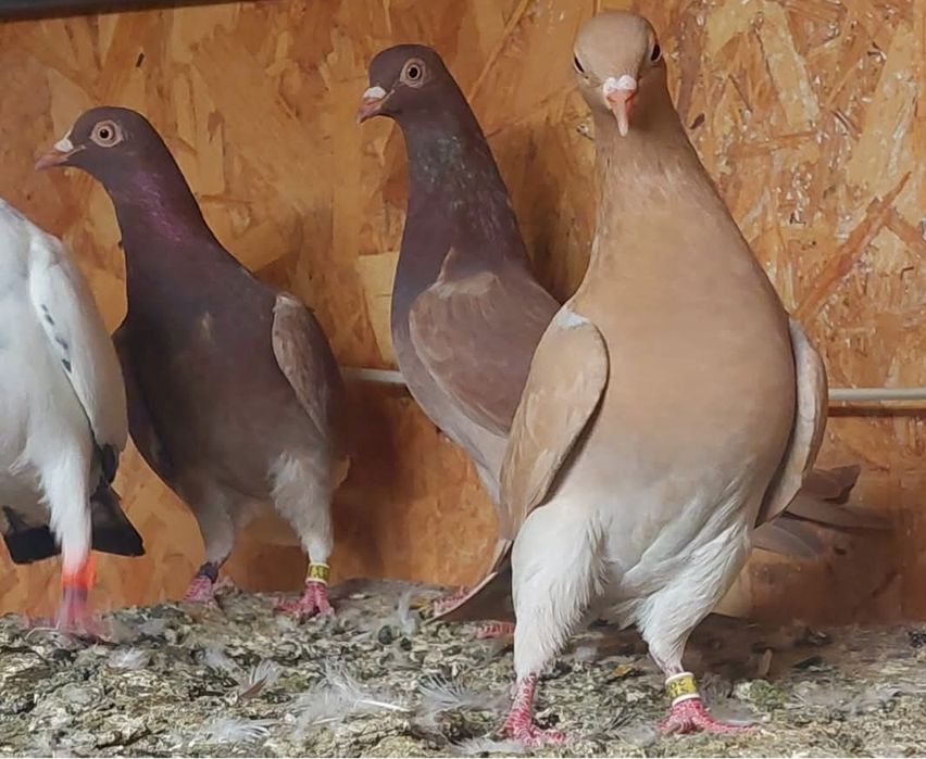 Vand porumbei tippleri englez import Serbia