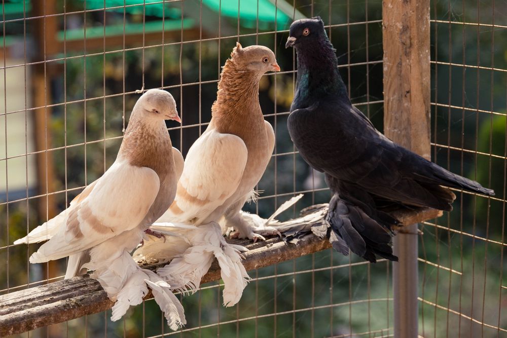 Голуби молодежь игровые гребуны