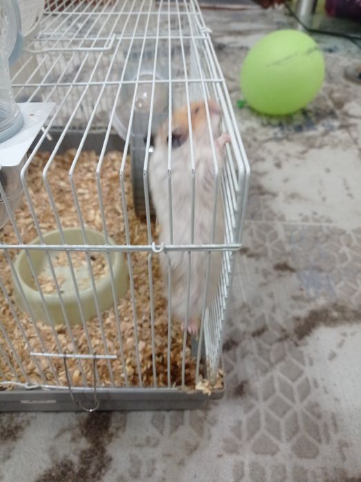 Продам двух хомяков с клеткой