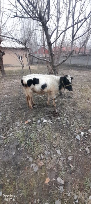 Gunojin sotladi  soglom