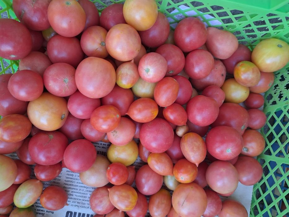 Продам дачные помидоры