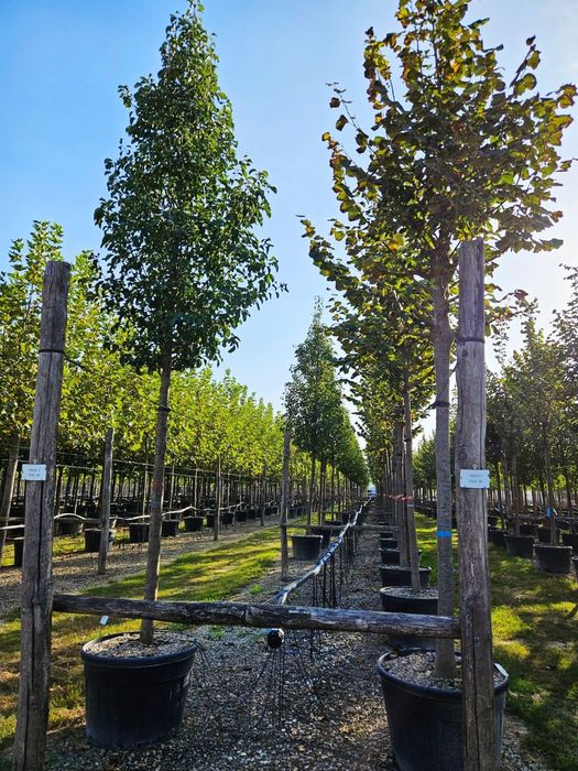 Vând copaci foioși de mai multe dimensiuni