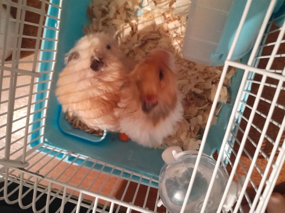 Продаю хомячков по выгодной цене.