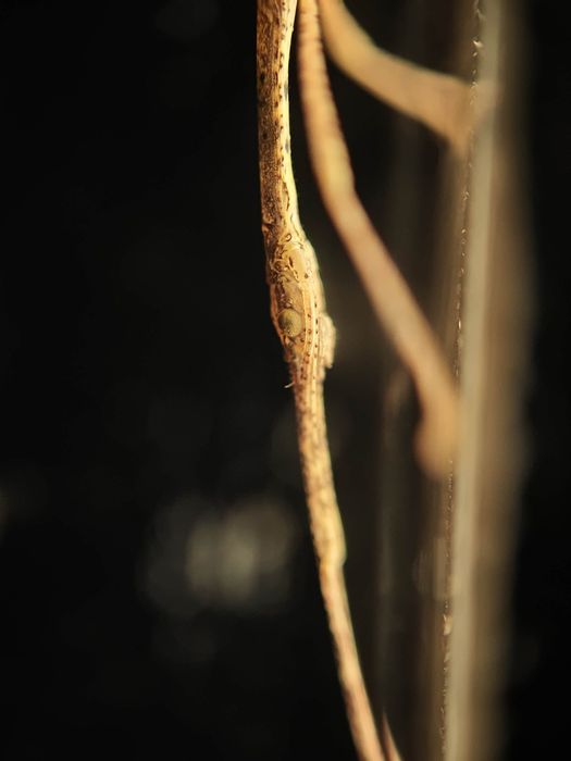Stick insects - Walking sticks