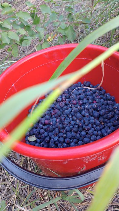 Продам иргу спелую вкусную
