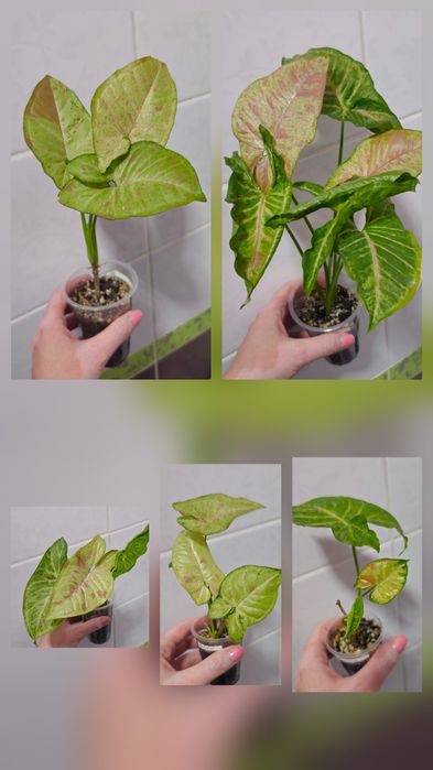 Сингониумы Syngonium