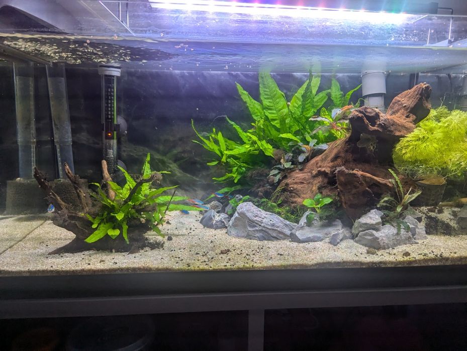 Acvariu 54L Complet