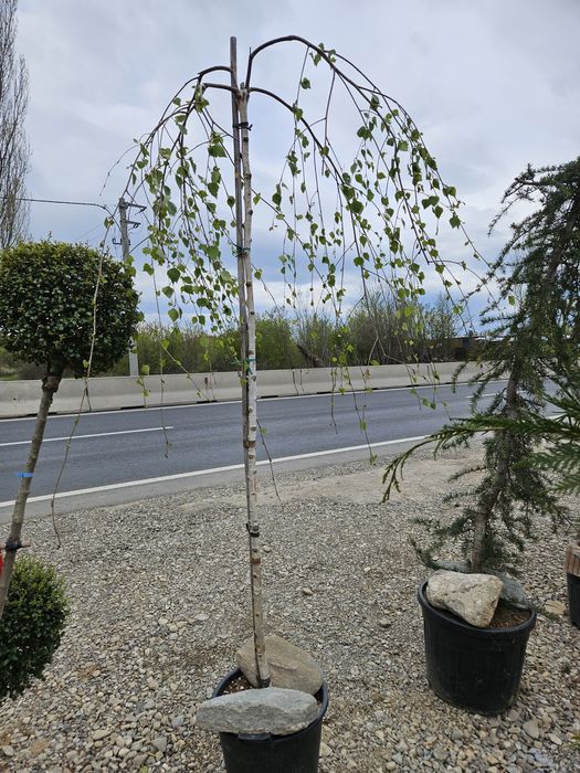 Salcie plangatoare salix