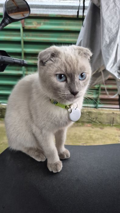 Вязка  скотиш фолд