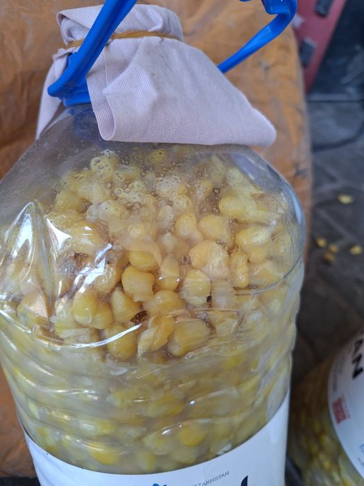 Продам кукурузу сухая