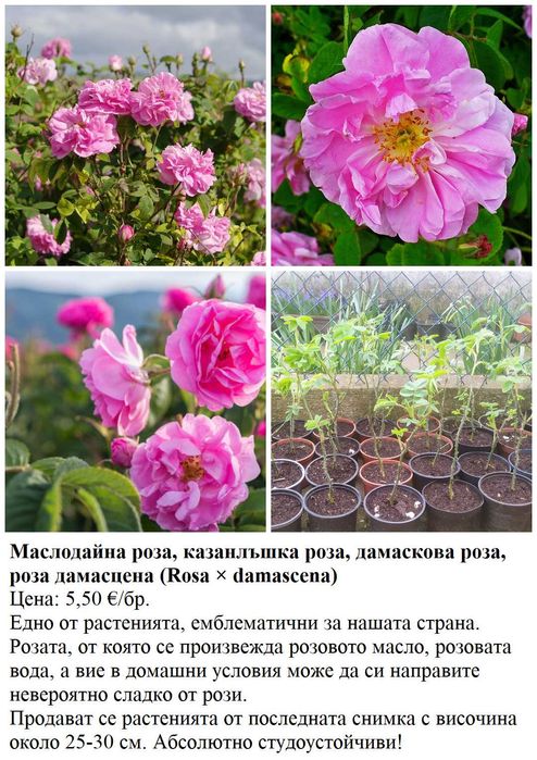 Плодни храсти в контейнери