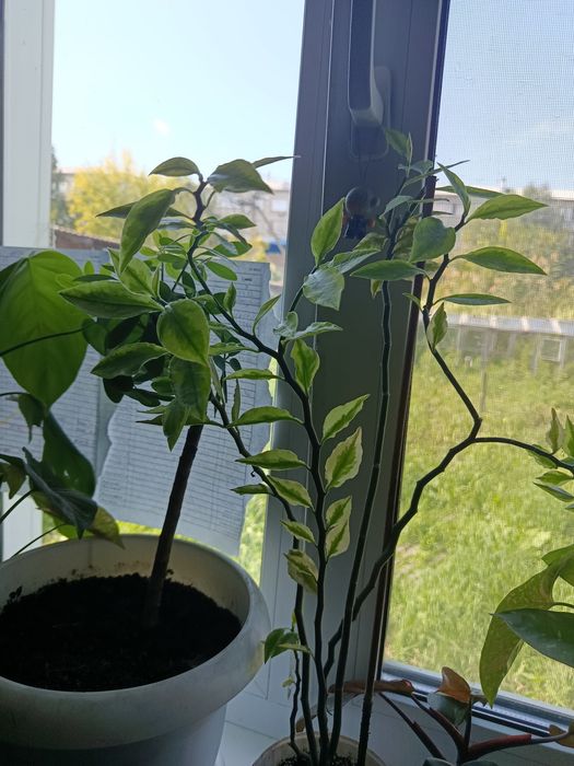 Продам Педилантус