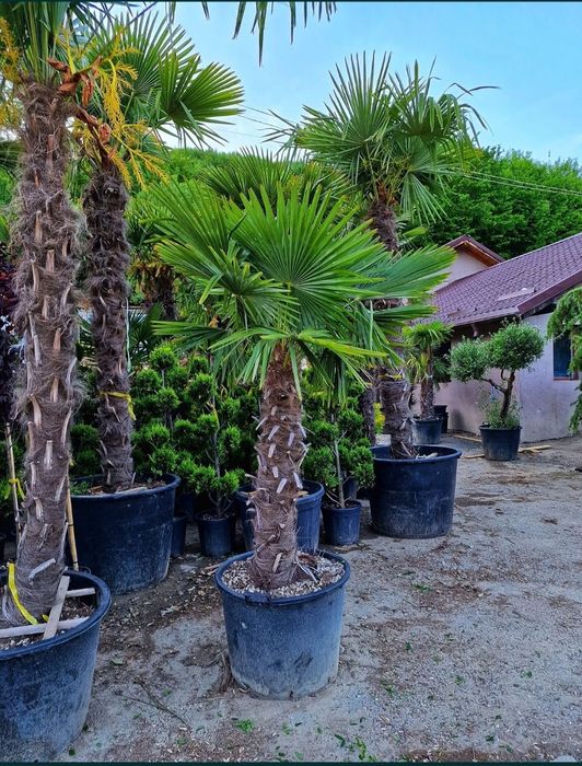 Vând palmieri trachycarpus fortunei rezistenți la îngheț