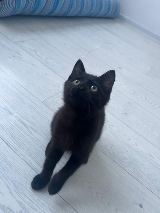 Отдам даром котенка