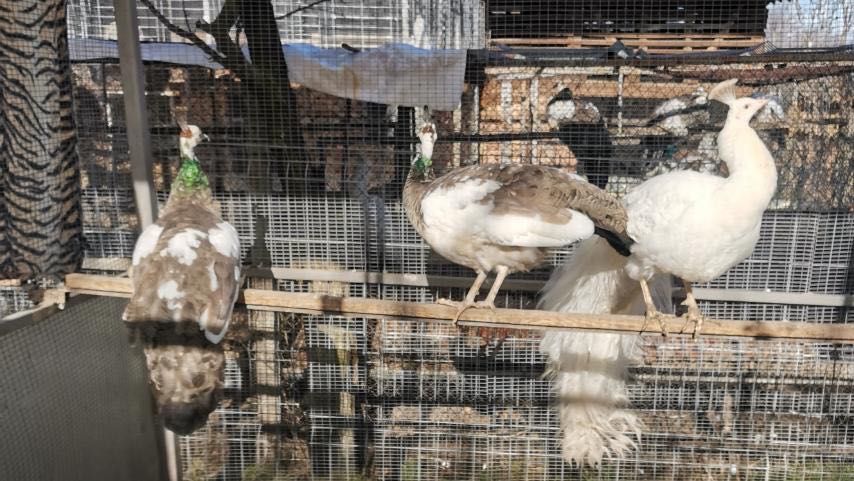 Едногодишни пауни