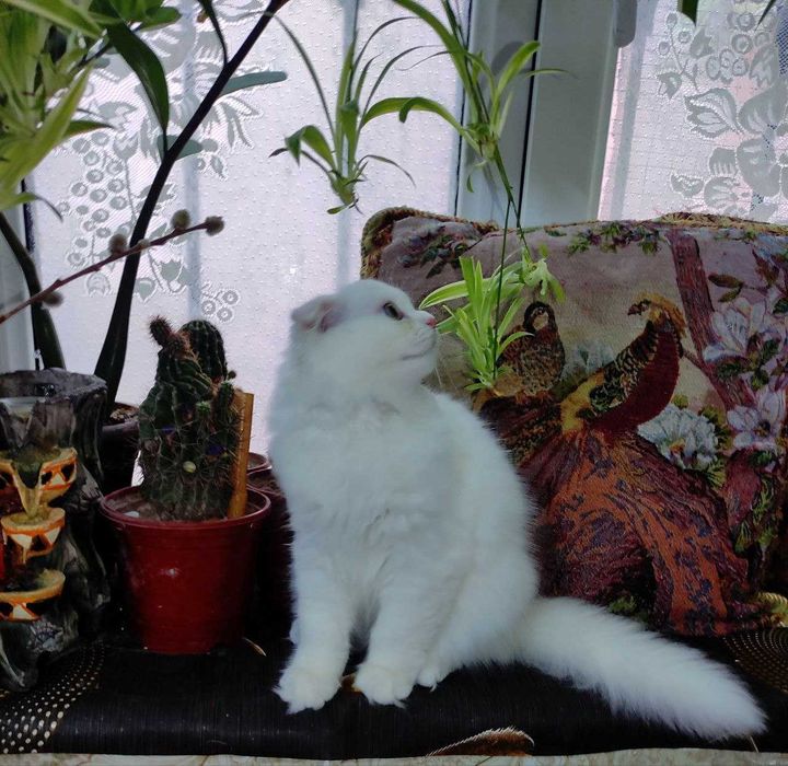 Продается шикарный белоснежный котенок мальчик фолд