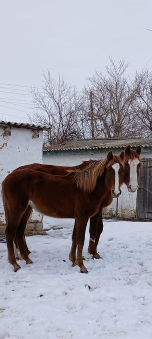 Сельхоз животные