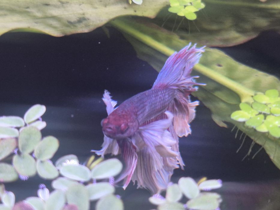 Петушок слоновье ухо(дамбо)