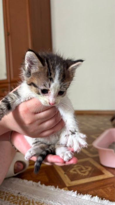 Котёнок в добрые руки
