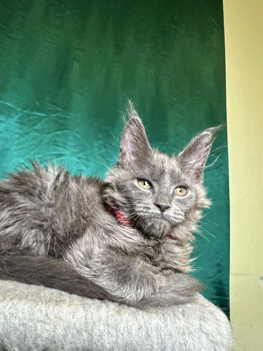 Котята породы Мейн-кун