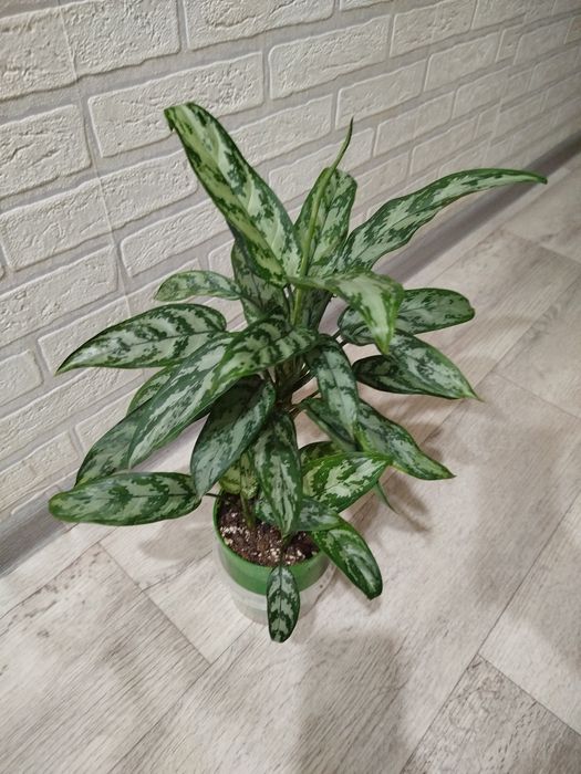 Продам цветок Аглонема