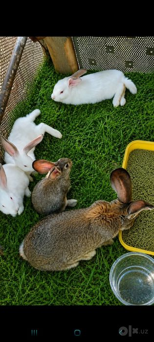 Дик,к,ат   к,уён болалари сотилади  Фландир 8va 10 kg gacha ves qiladi