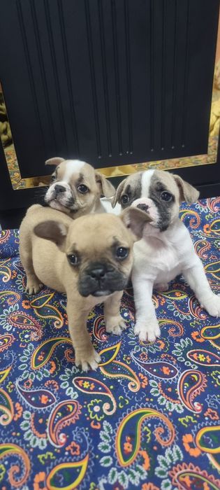 Французский бульдог